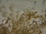 Conocybe dumetorum image