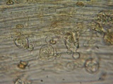 Conocybe dumetorum image