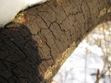 Biscogniauxia atropunctata image