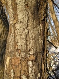 Biscogniauxia atropunctata image