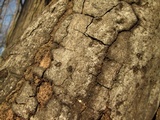 Biscogniauxia atropunctata image