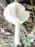 Stropharia hardii image