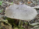 Pluteus longistriatus image