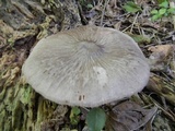Pluteus longistriatus image