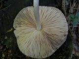 Pluteus longistriatus image