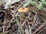 Gliophorus minutulus image