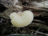 Crepidotus crocophyllus image