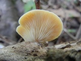 Crepidotus crocophyllus image