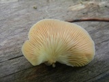 Crepidotus crocophyllus image