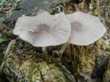 Pluteus longistriatus image
