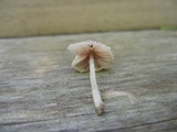 Pluteus longistriatus image