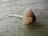 Pluteus longistriatus image