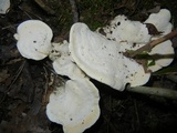 Loweomyces fractipes image