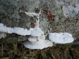 Gloeoporus dichrous image