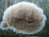 Gloeoporus dichrous image
