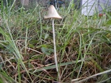Conocybe apala image