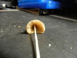 Conocybe apala image