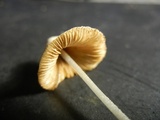 Conocybe apala image