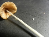Conocybe apala image