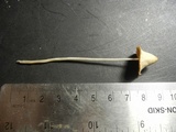Conocybe apala image