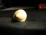 Conocybe apala image