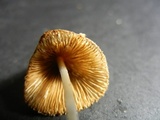 Conocybe apala image