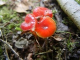 Gliophorus minutulus image