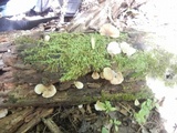 Crepidotus applanatus image