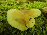 Crepidotus applanatus image