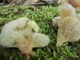 Crepidotus applanatus image
