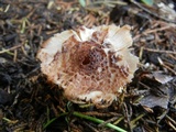 Echinoderma asperum image