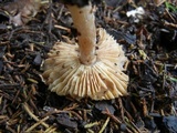 Echinoderma asperum image