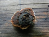 Daedaleopsis confragosa image