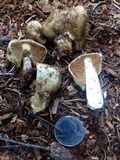 Cortinarius pinguis image