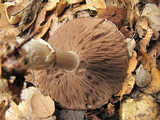 Agaricus albolutescens image