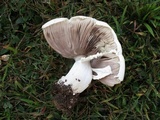 Agaricus crocodilinus image