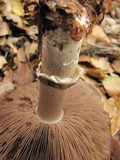 Agaricus albolutescens image