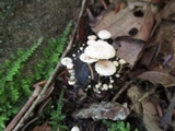 Collybia cirrhata image