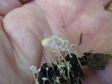 Collybia cirrhata image