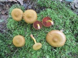 Cortinarius semisanguineus image