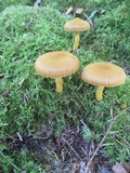 Cortinarius semisanguineus image