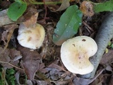 Hebeloma brunneifolium image
