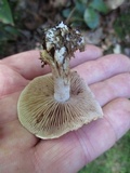 Hebeloma brunneifolium image