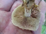 Hebeloma brunneifolium image