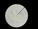 Hebeloma brunneifolium image