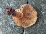 Paxillus involutus image