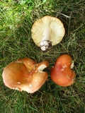 Russula xerampelina image