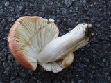 Russula xerampelina image