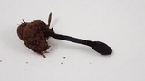 Trichoglossum hirsutum image