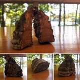 Fomes excavatus image